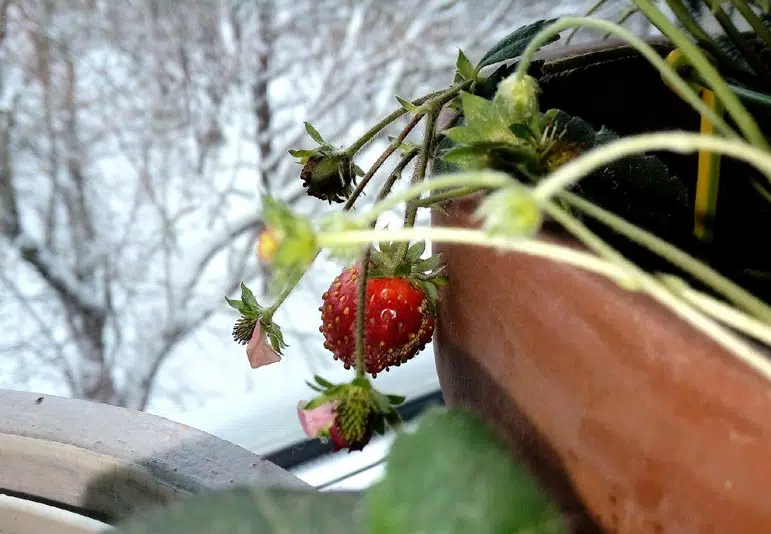 Fraisier en pot en hiver