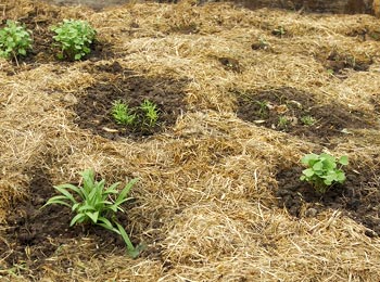Paillis pour une bonne protection contre le froid