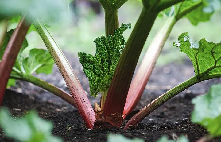 La rhubarbe a un rhizome charnu résistant au gel.