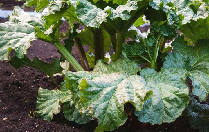 Préparer la rhubarbe pour l'hiver