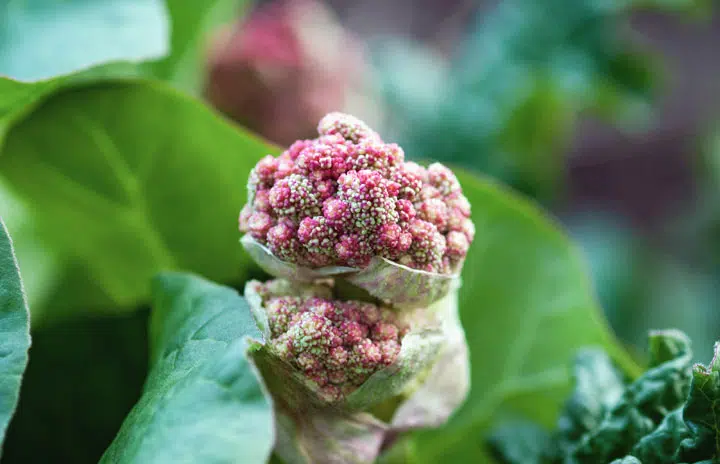 Floraison de la rhubarbe en gros plan