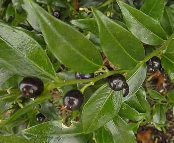 Le sarcococca