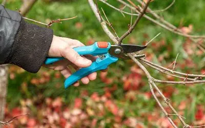 plantes du jardin à ne pas tailler en automne