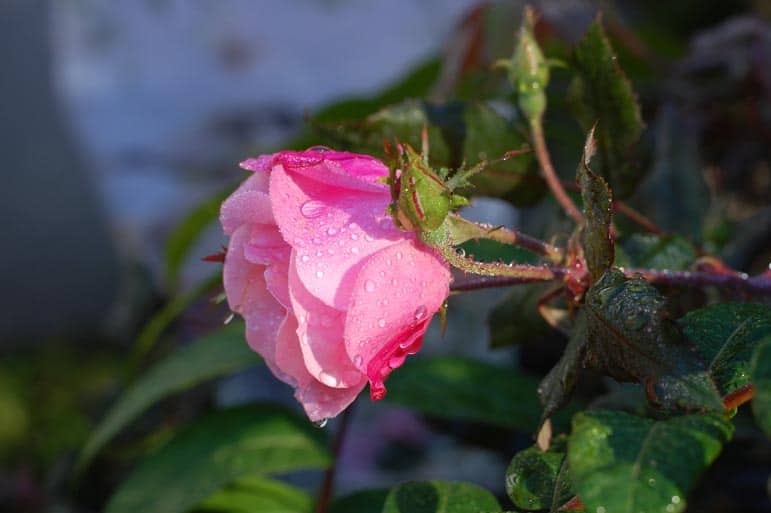 Taillez les rosiers pour supprimer le le bois mort et les branches gênantes.