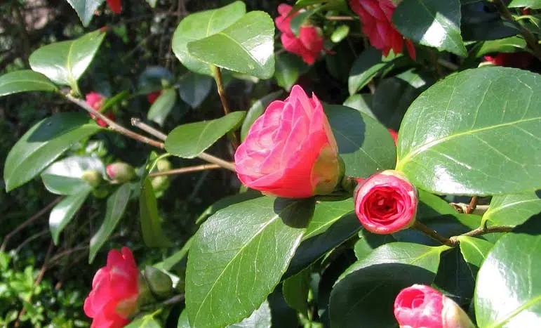 Le camélia d'hiver est un arbuste à floraison hivernal