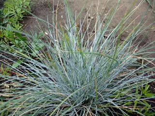 Festuca glauca Elijah Blue