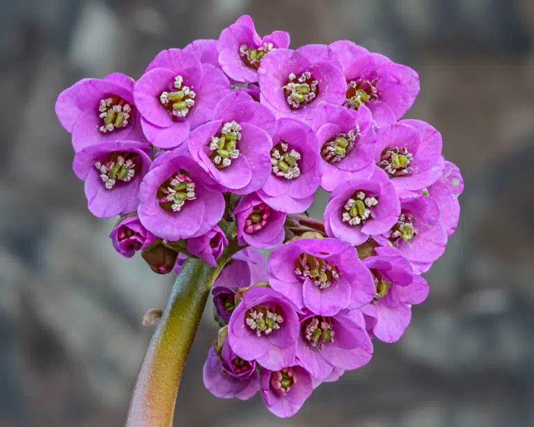 Bergenia