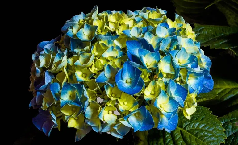 Hortensia à grandes fleurs