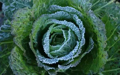 légumes du potager qui résistent au gel de l'hiver