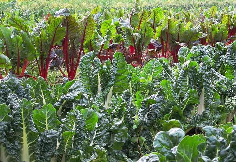 Laitues d'hiver au jardin potager