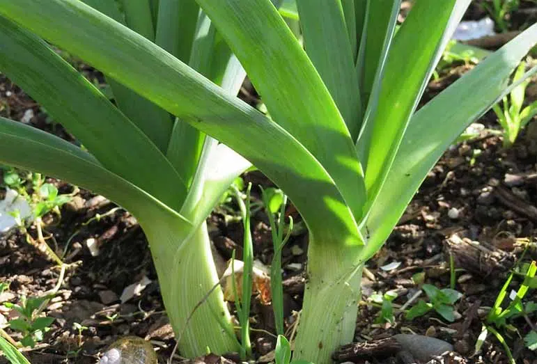 Les poireaux sont des légumes très résistants au gel et au froid.