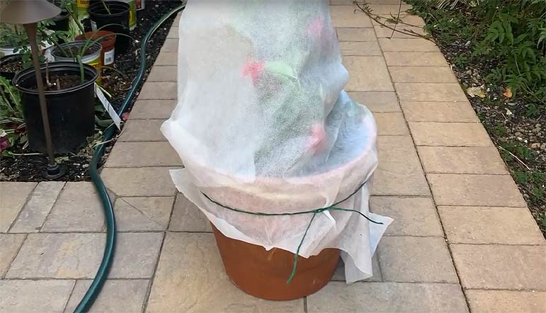 Le voile d'hivernage pour protéger une plante en pot.