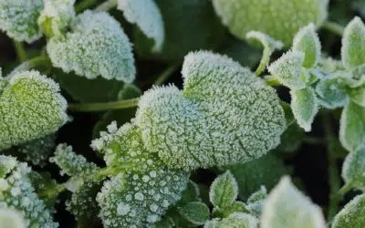 plantes resistantes au gel de l'hiver