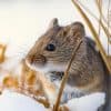 maladies et parasites au jardin en hiver