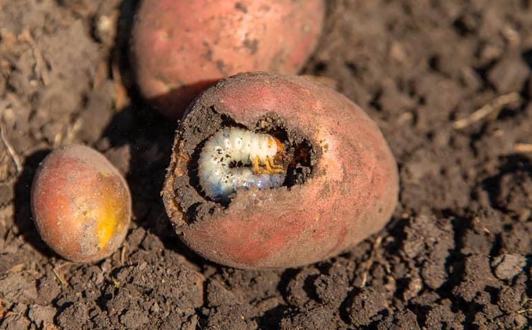 Larve de hanneton dans une pomme de terre.