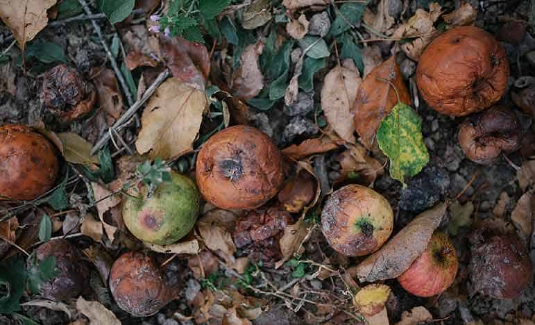 Pensez à ramasser les fruits abîmés tombés au sol.