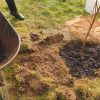 plantation d'arbres fruitiers en hiver