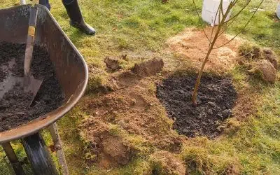 plantation d'arbres fruitiers en hiver