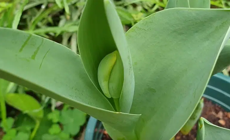 La tulipe autour de son 25ème jour de pousse