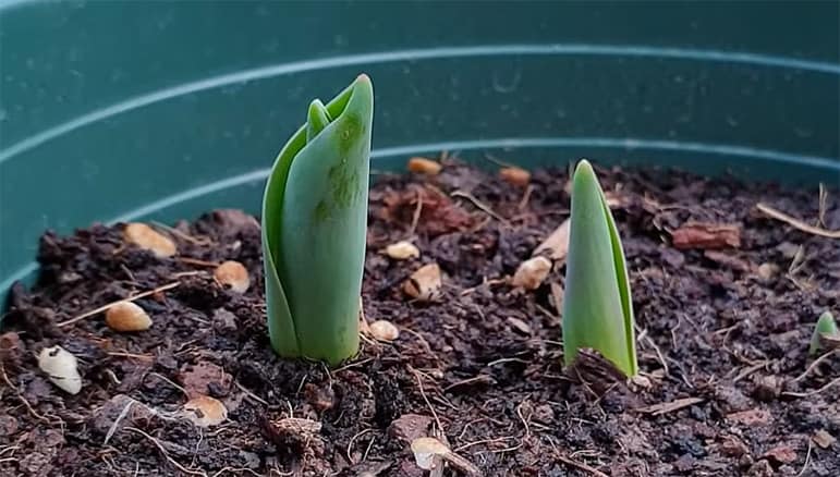 Jeunes pousses de tulipe après une 15aine de jours.