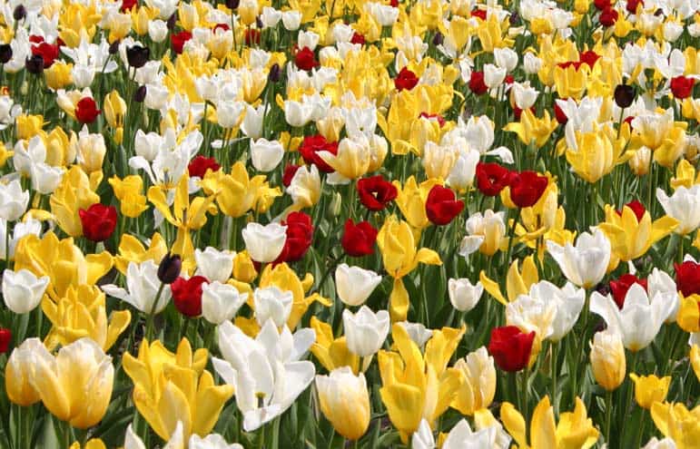 Parterre de tulipes pour un jardin coloré