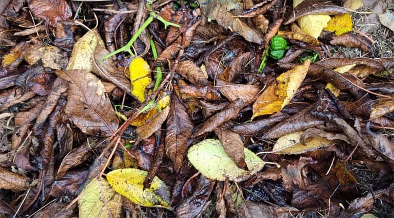 Compost d'hiver avec une couche de feuilles mortes