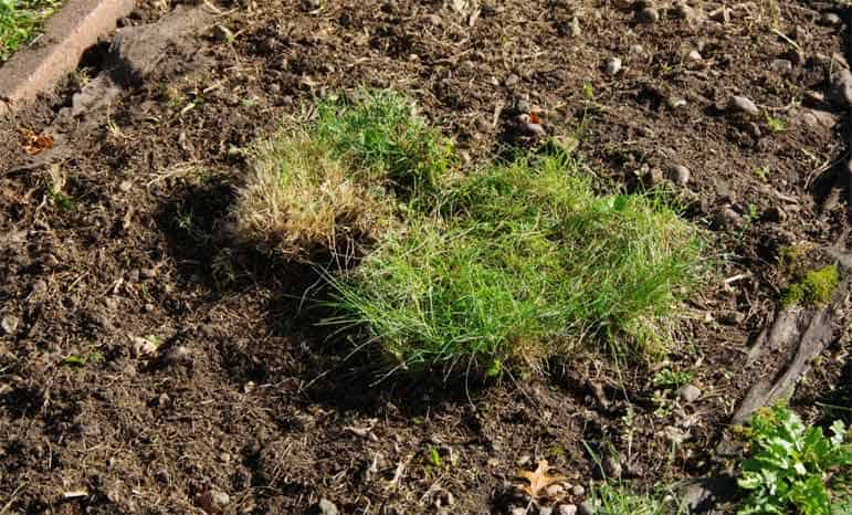 Débarrasser le sol des mauvaises herbes.
