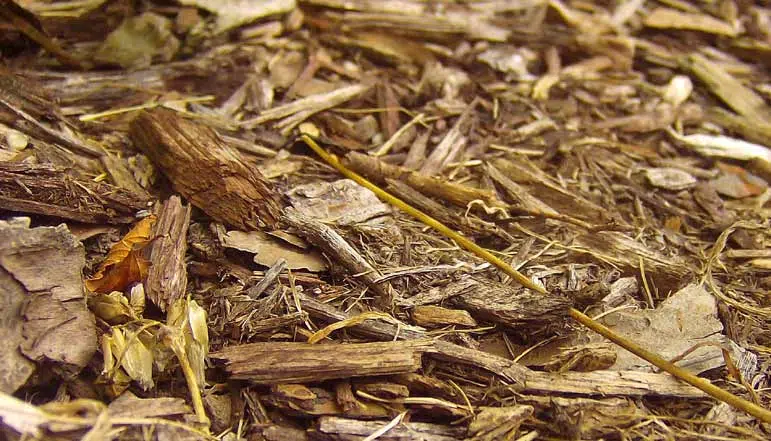 Paillage obligatoire pour le potager nu.