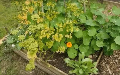 planifier son potager en début d'année