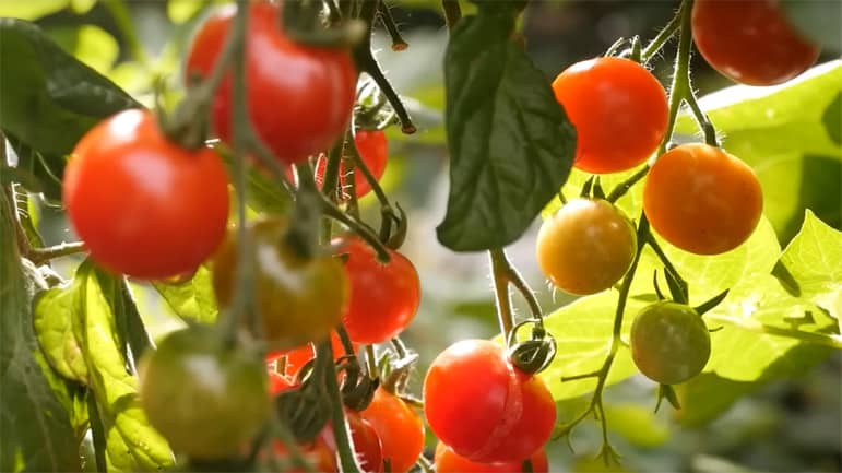 Beau plan de tomates au potager