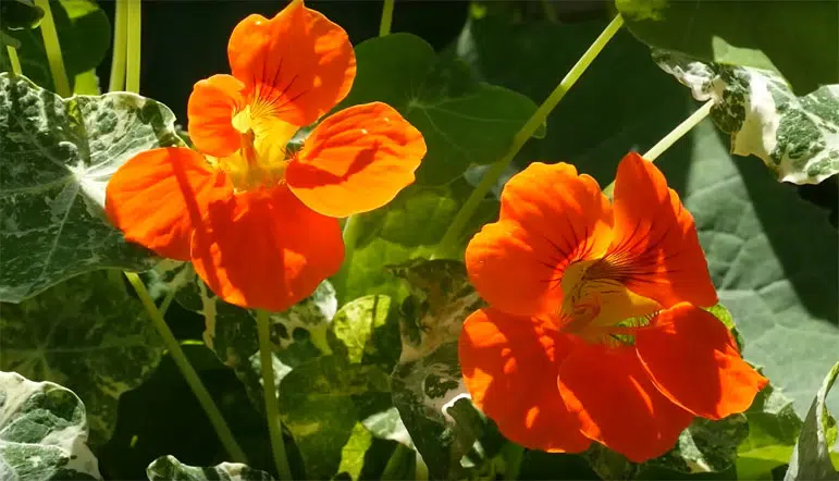 Ajouter des fleurs pour attirer les pollinisateurs.