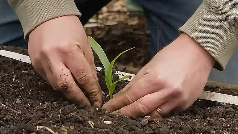 Plantation des semis de début d'année