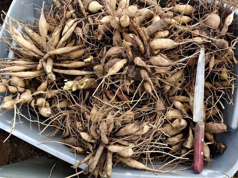 Bulbes d'été : les dahlias prêtes à planter.