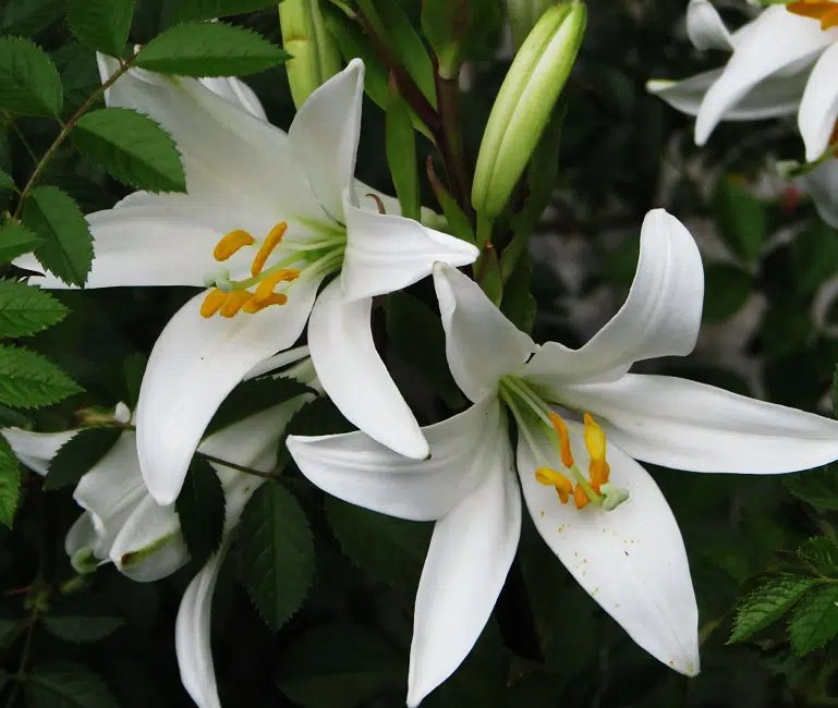 Lis de la Madone, lis blanc ou Lilium candidum.