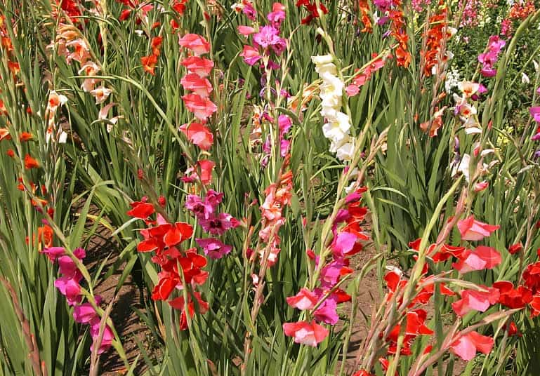 Les glaïeuls proposent de magnifiques couleurs pour le jardin.