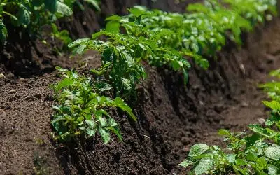 Cultures sur buttes au potager