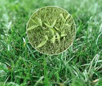 Mauvaises herbes gazon