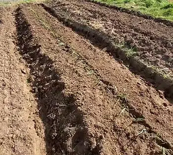 Plantation sur buttes