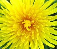 cultiver des plantes comestibles sauvages