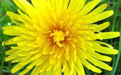 cultiver des plantes comestibles sauvages