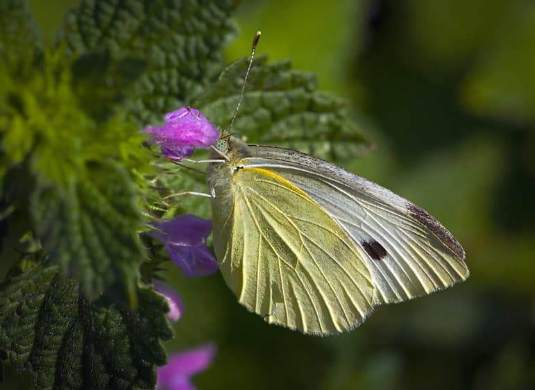 Papillon qui butine une ortie.