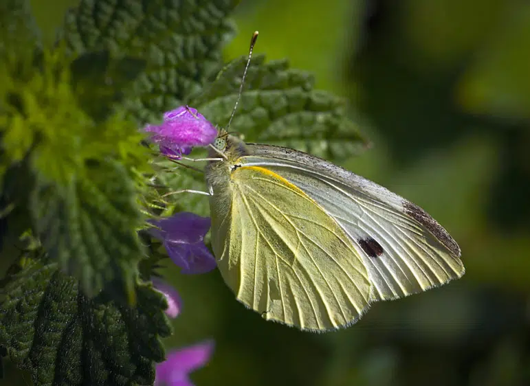 Papillon qui butine une ortie.