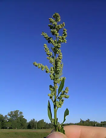 Le chenopode blanc (Chenopodium album)