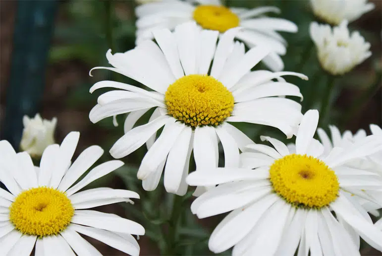 La pâquerette dont les feuilles et les fleurs sont comestibles et délicieuses.