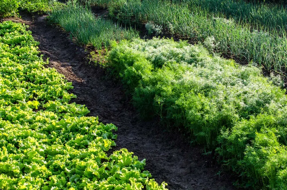 Buttes au potager : Quelles platantions ?