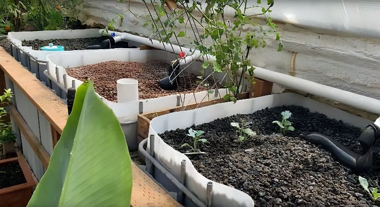 Des serres de légumes chauffées au fumier 