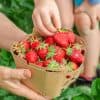 augmenter le rendement de ses fraises