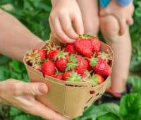 augmenter le rendement de ses fraises