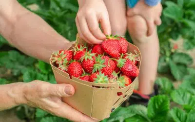 augmenter le rendement de ses fraises