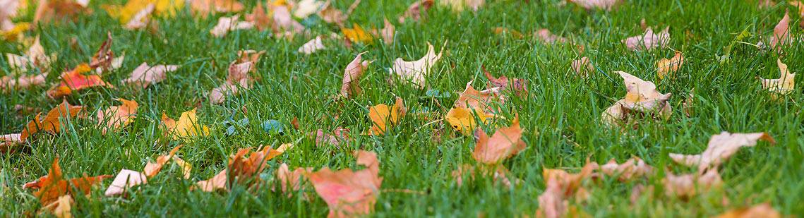 Comment entretenir sa pelouse en automne ?